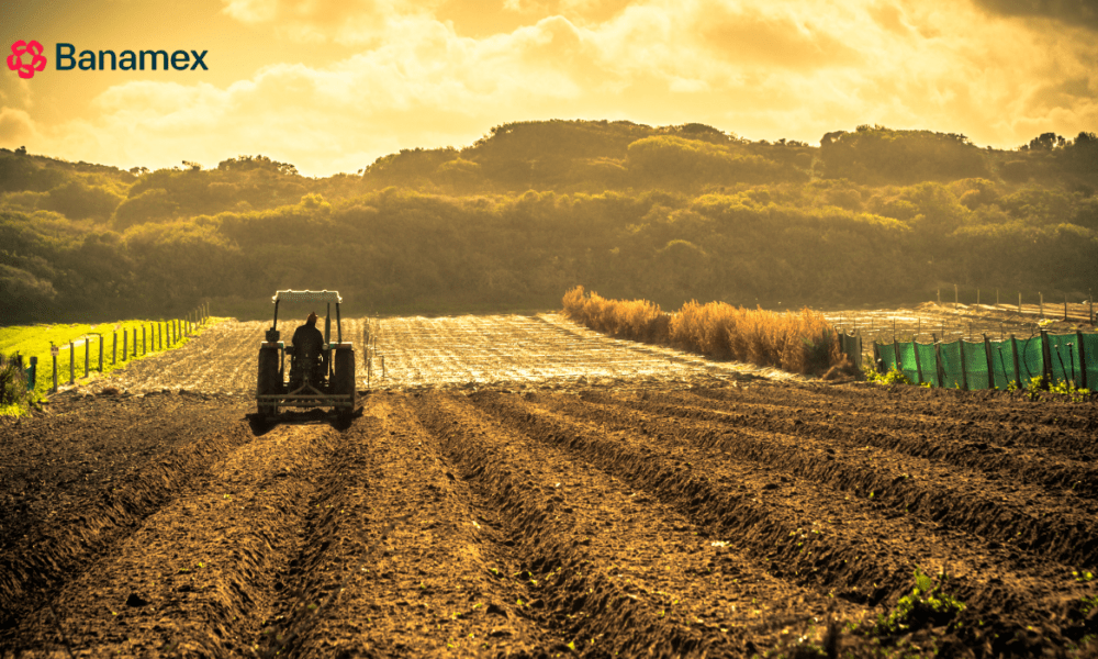 Ligera recuperación del PIB por sector agropecuario