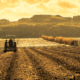 Ligera recuperación del PIB por sector agropecuario