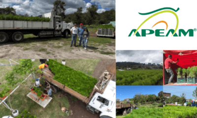 APEAM entrega 690 mil pinos en Michoacán y Jalisco