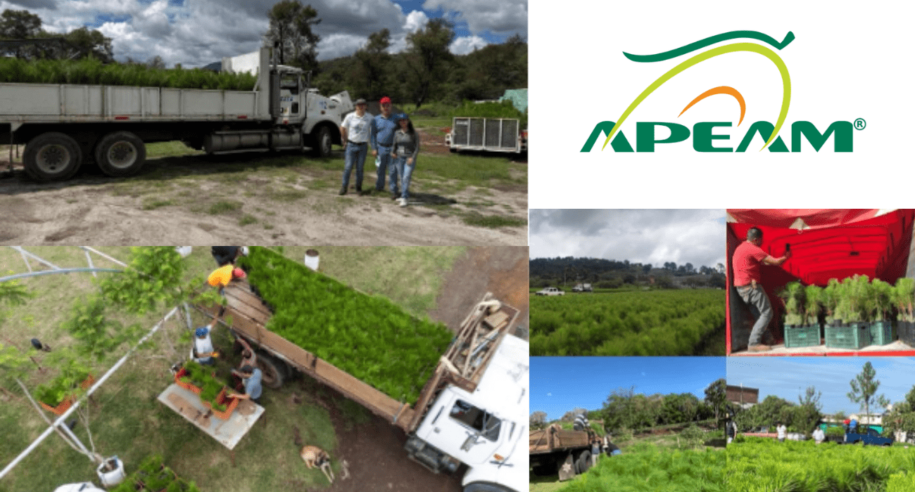 APEAM entrega 690 mil pinos en Michoacán y Jalisco