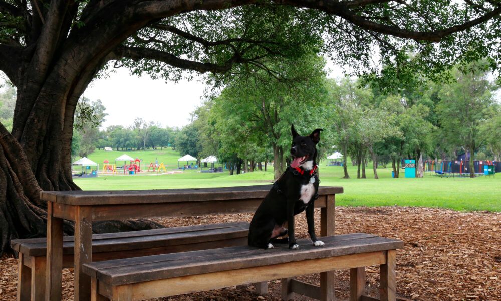 Guadalajara, un destino ideal para viajar con tu mascota