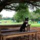 Guadalajara, un destino ideal para viajar con tu mascota