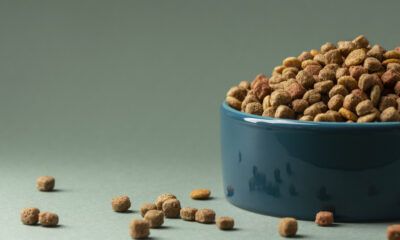 Crece la demanda de dietas especializadas para perros y gatos en México