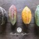 Experiencia sensorial de chocolate artesanal en Tlaquepaque