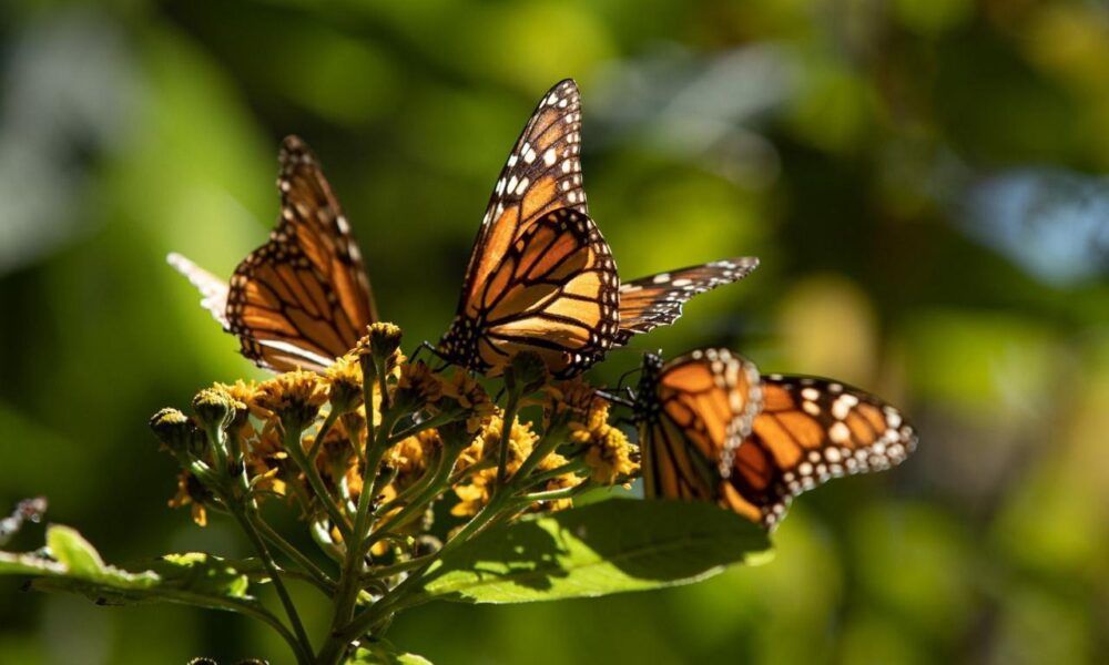 Temporada 2025-2026 los mejores lugares para ver la Mariposa Monarca