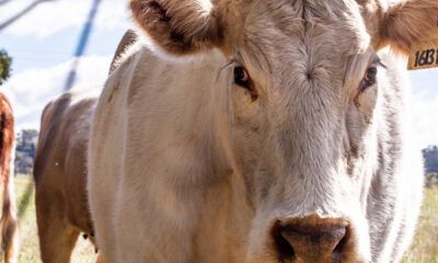 AMEG respalda el PACIC y ajustes a importaciones de carne para 2026