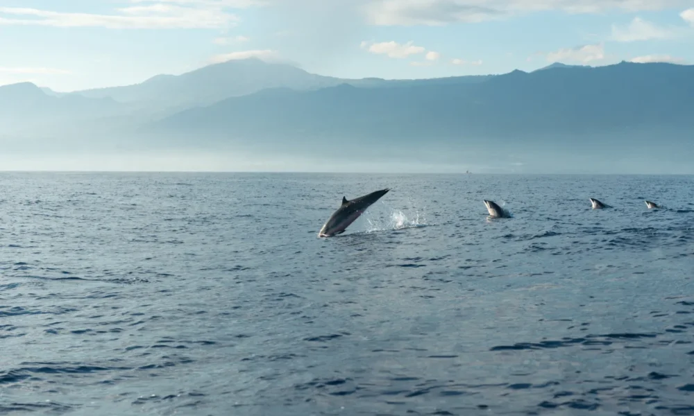Coalición Ballenas o Gas pide participar en consulta contra Amigo GNL