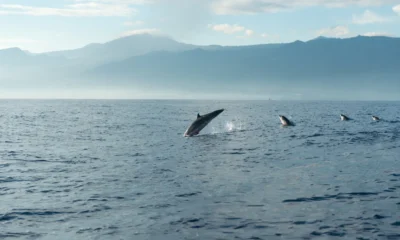 Coalición Ballenas o Gas pide participar en consulta contra Amigo GNL