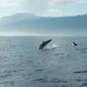 Coalición Ballenas o Gas pide participar en consulta contra Amigo GNL