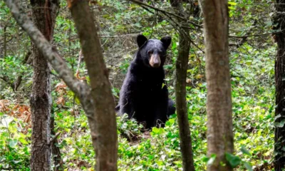 Bimbo y SEMARNAT firman acuerdo para conservar al oso negro mexicano