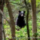 Bimbo y SEMARNAT firman acuerdo para conservar al oso negro mexicano