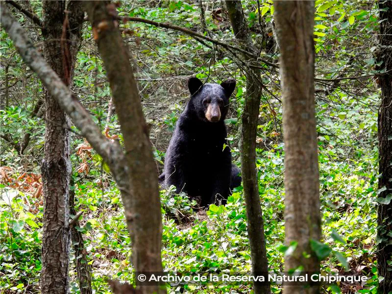Bimbo y SEMARNAT firman acuerdo para conservar al oso negro mexicano