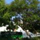 México lidera América Latina con 44 Ciudades Árbol del Mundo 2025