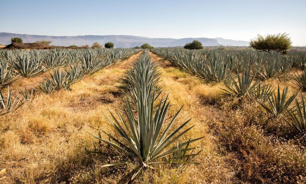 Sustentabilidad industrial gana terreno en producción de tequila