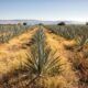 Sustentabilidad industrial gana terreno en producción de tequila