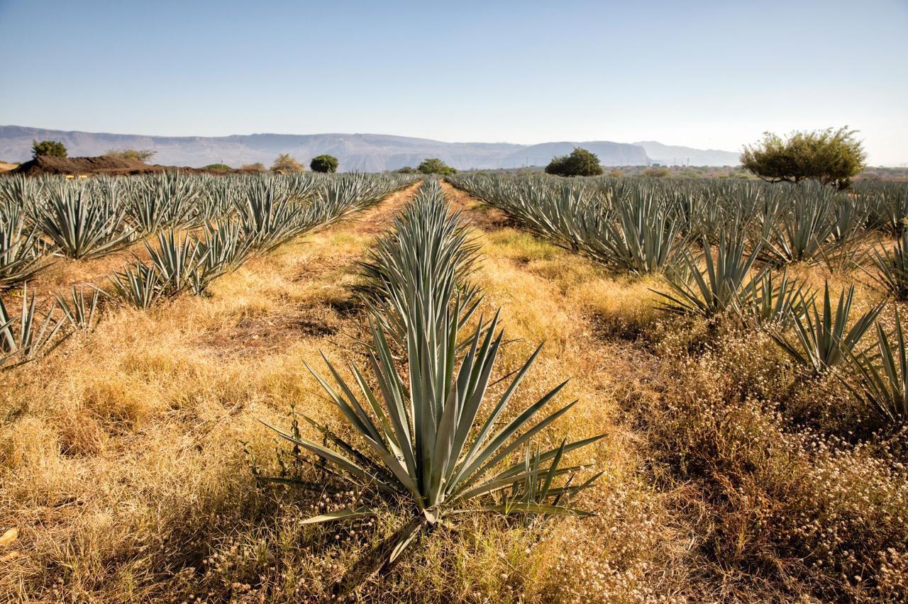 Sustentabilidad industrial gana terreno en producción de tequila