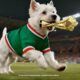 Del Perro Consentido impulsa campaña sobre cuidado de mascotas en casa