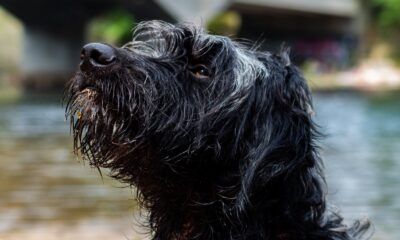 Cómo proteger a perros y gatos de infecciones cutáneas durante las lluvias