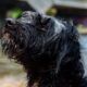 Cómo proteger a perros y gatos de infecciones cutáneas durante las lluvias