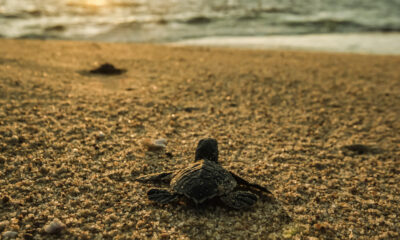 Costalegre, referente en conservación de tortugas marinas en Jalisco