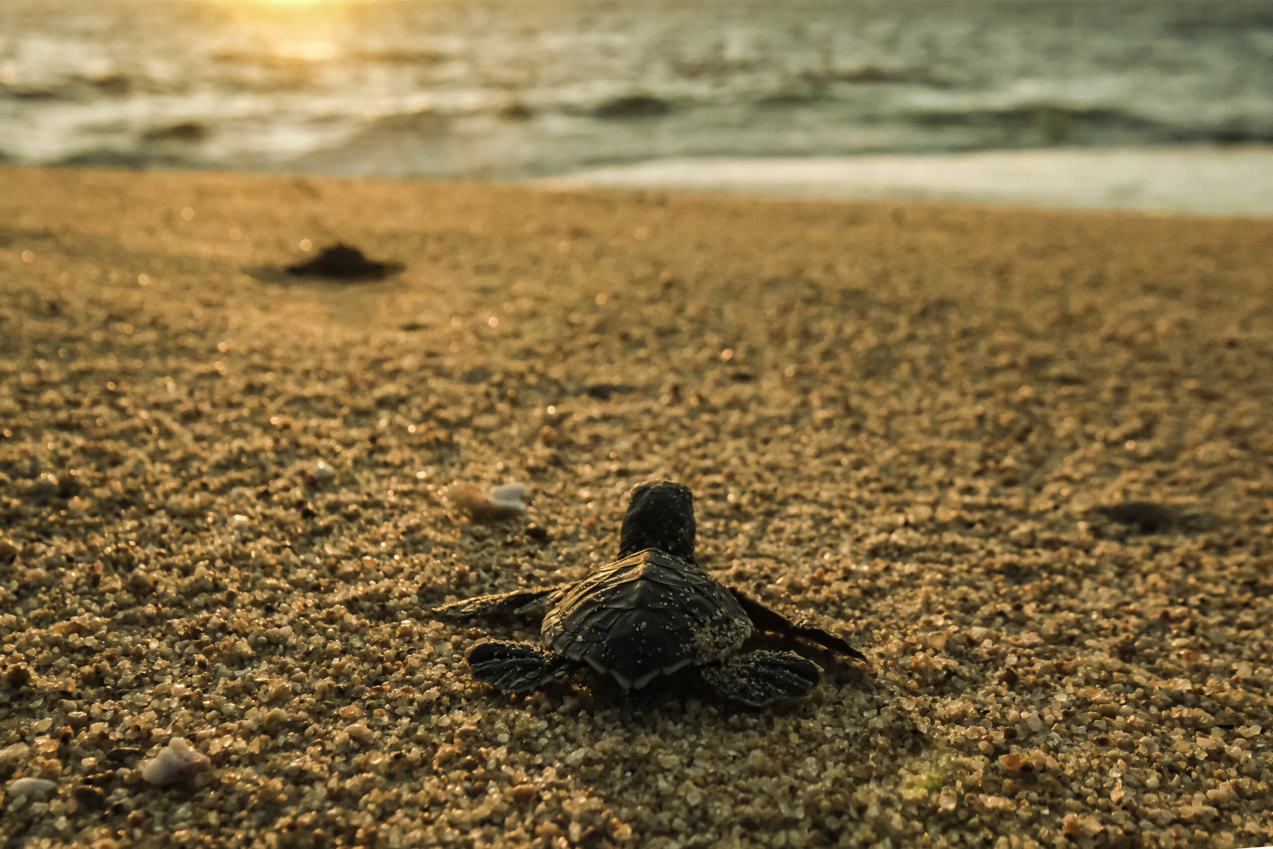Costalegre, referente en conservación de tortugas marinas en Jalisco