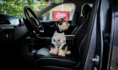 Viajar con mascotas influye cada vez más en la compra de autos