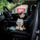 Viajar con mascotas influye cada vez más en la compra de autos
