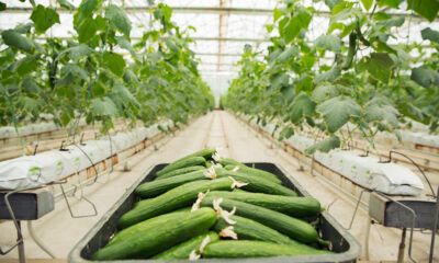 Pepino mexicano fortalece su presencia en el mercado internacional