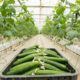Pepino mexicano fortalece su presencia en el mercado internacional