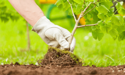 Moctezuma participa en jornada nacional de reforestación en Veracruz