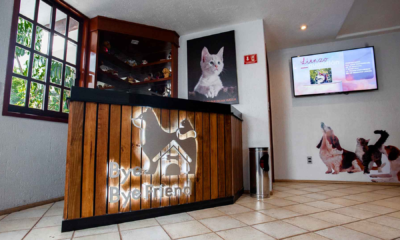 Los mexicanos ya velan a sus mascotas; crecen los santuarios funerarios para "perrijos" y "gatijos"